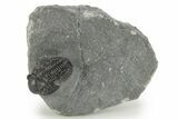 Detailed Gerastos Trilobite Fossil - Morocco #377254-2